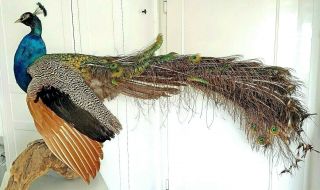 Impressive Magical Indian Blue Peacock Taxidermy