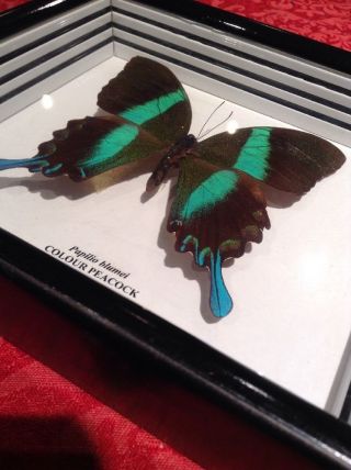 Real Butterfly Taxidermy Papillio Blumei Colour Peacock