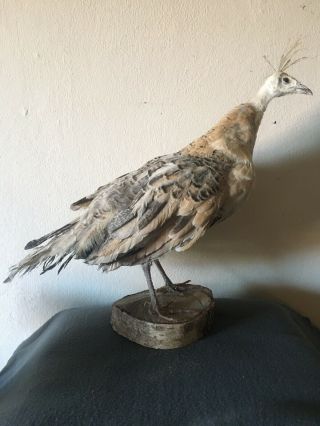 Antique Vintage Bird Peacock Taxidermy